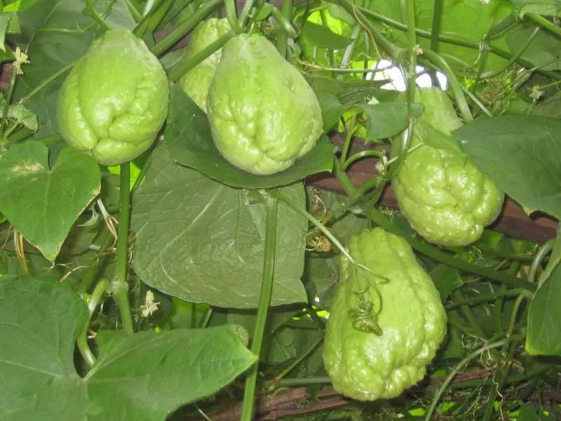 新鮮蔬菜直送虎門，品質有...