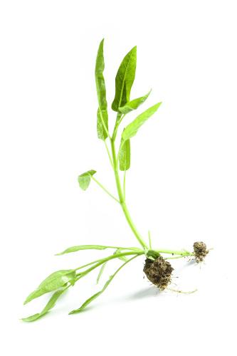 蘆筍蔬菜配送服務商電話