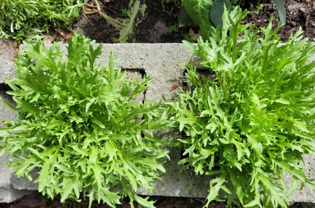 徐匯區食堂蔬菜配送網點