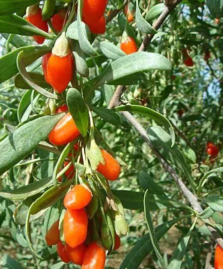 新鮮蔬菜送至門口，品質(zhì)保...