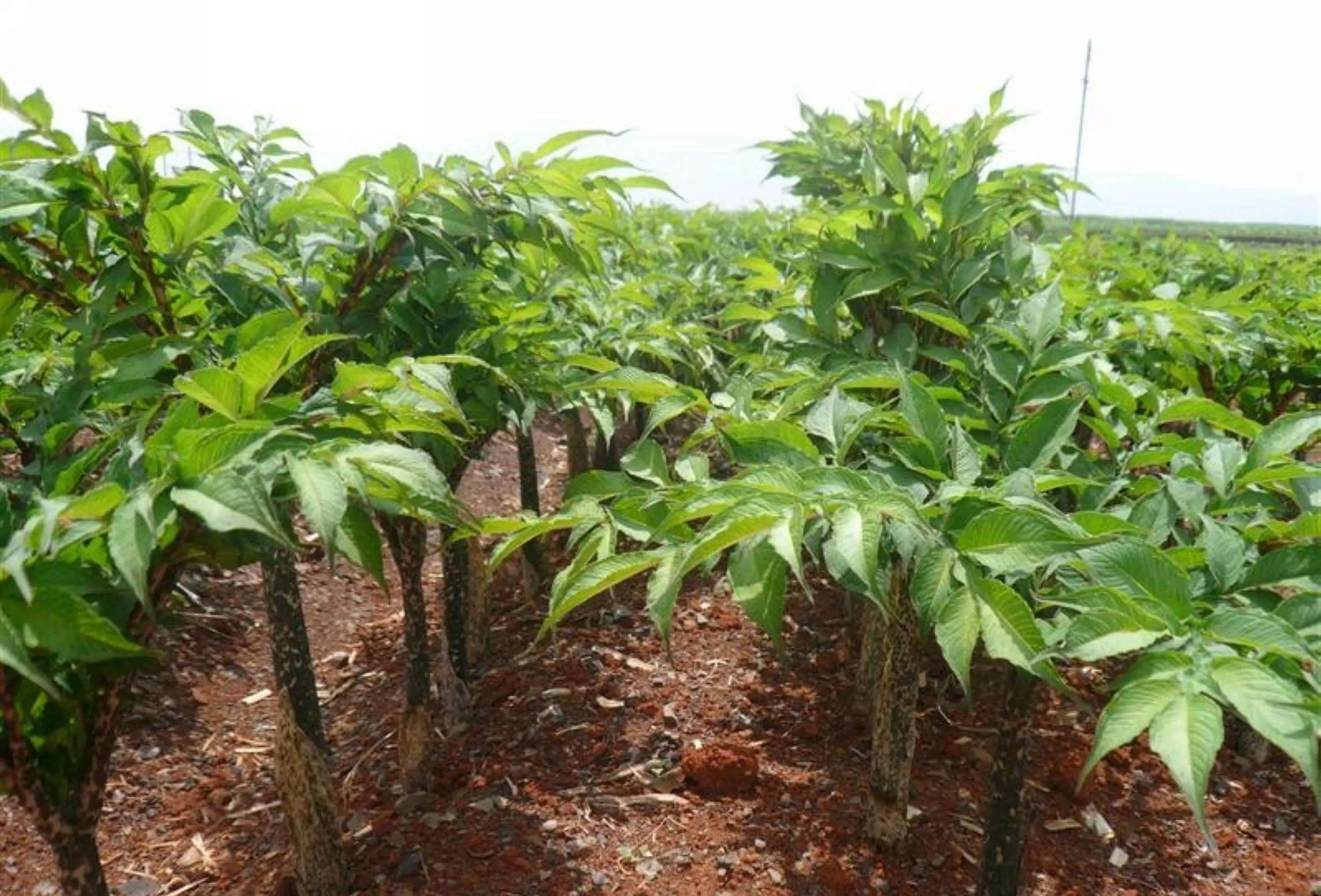 蔬菜配送平臺大盤點