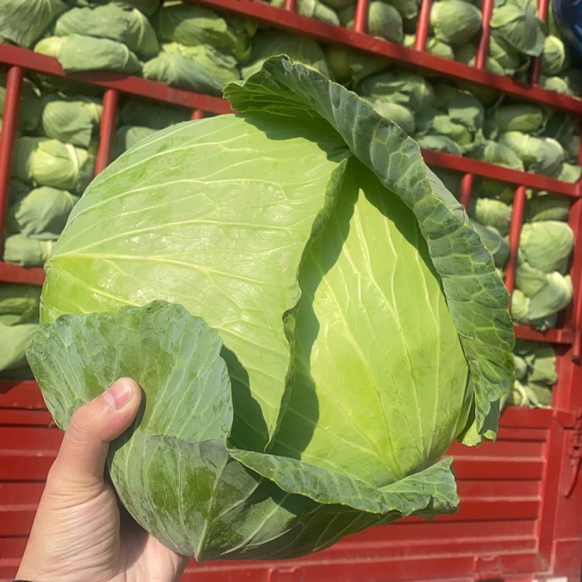 蔬菜配送價格表 2024...