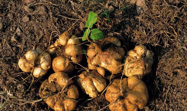 蔬菜配送平臺，訂購輕松省...