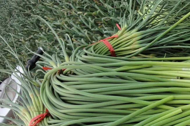 裕山鎮蔬菜配送公司地址