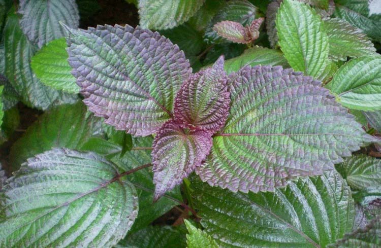 東莞首宏公司水果配送報價...