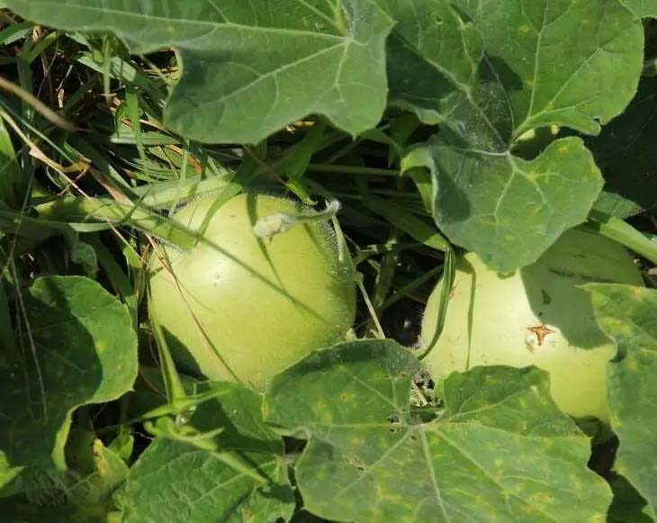 揭陽榕城區(qū)蔬菜配送中心